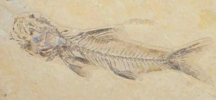 Uncommon Amphiplaga Fossil Fish - Green River Formation #10916